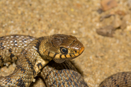 Grass snake, ringed snake or water snake on the shore, Natrix natrixの写真素材