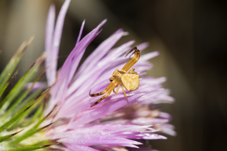 Male crab spider on a flower (Thomisus onustus)の写真素材