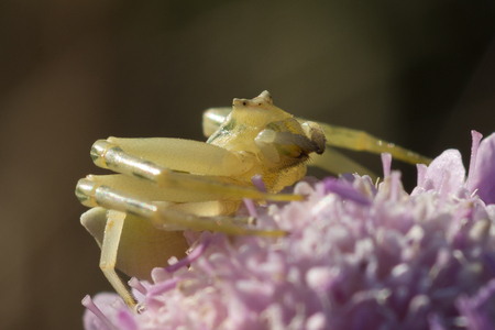 Female crab spider on a flower (Thomisus onustus)の写真素材