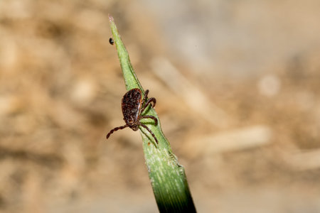 Dog tick