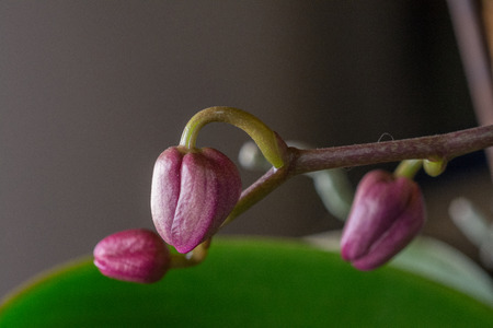 Keiki phalaenopsis, orchid, bud, leafの写真素材