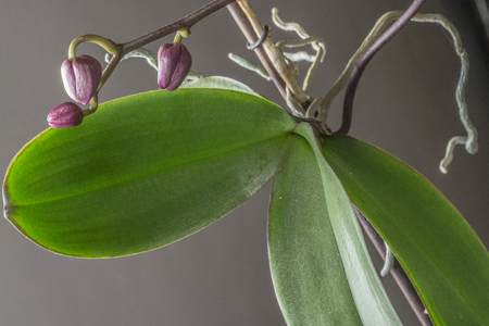 Keiki phalaenopsis, orchid, bud, leafの写真素材