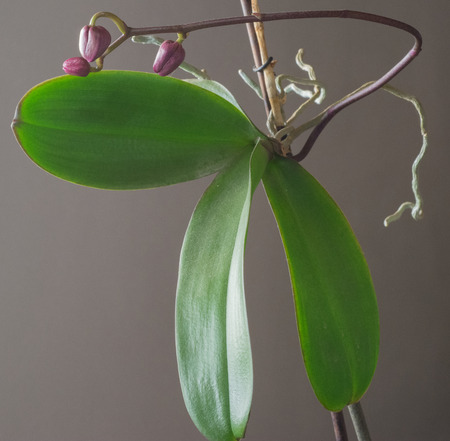 Keiki phalaenopsis, orchid, bud, leafの写真素材