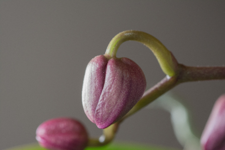 Keiki phalaenopsis, orchid, bud, leafの写真素材
