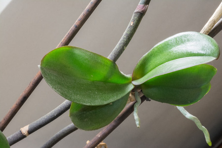 Keiki phalaenopsis, orchid, bud, leafの写真素材