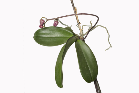 Small plant growing from one node. Keiki in bloom. Phalaenopsis isolated. White backgroundの写真素材