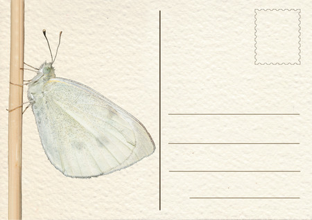 Postcard, card, postal card, white butterflyの写真素材