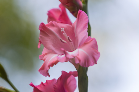 Pink gladiolus bloomの写真素材