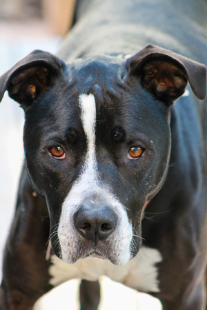 Pit bull standing with aggressive look.の写真素材