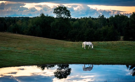 Horse At Sunrise Reflection in Pond Blue Skyの写真素材