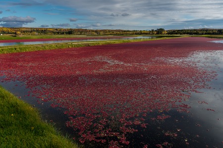 Cranberry Mach In Fall Red Berries Floating in Waterの写真素材