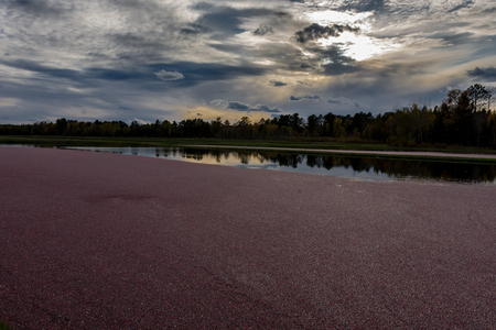 Cranberry Mach In Fall Red Berries Floating in Water Duskの写真素材