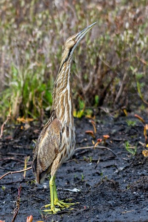American Bittern in Spring Standing Tall on Mudの写真素材