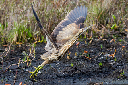 American Bittern in Spring Taking off For Flightの写真素材