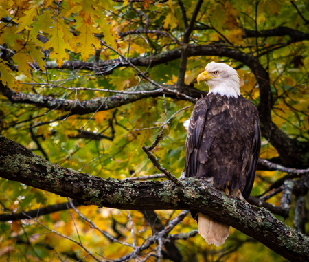 Eagle In Fall Oak Tree Closer Fall Colors Loking Majesticの写真素材