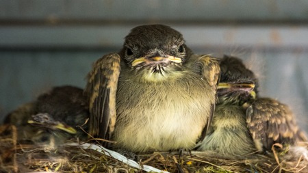Baby Phebes in Crowded Nest Looking Very Un happyの写真素材