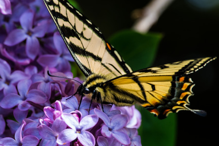 Yellow swallowtail butterfly face forward Purple Flowerの写真素材