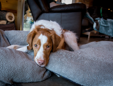 Brittany realzed on bunhc of dog pillow in cabinの写真素材