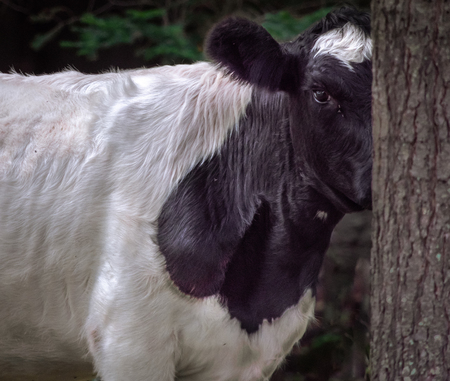 Hie and Seek Cow Peeking around tree in woodsの写真素材