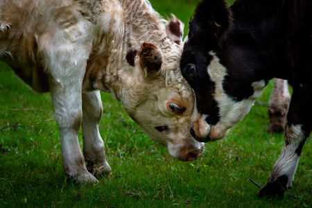 Mother and Calf butting heads togerther on green grassの写真素材