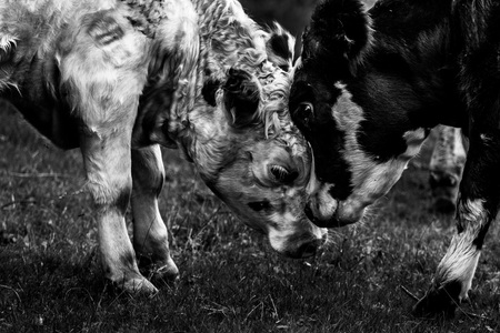 Mother and Calf Black And White Mother and Calf butting heads togertherの写真素材