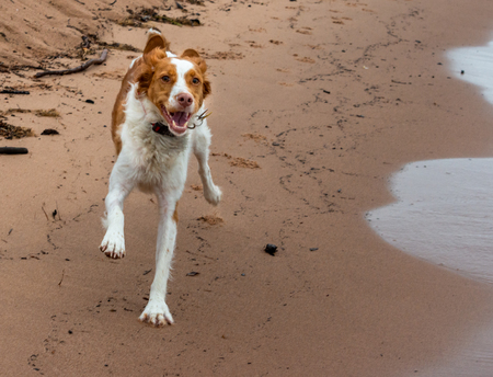 Happy Brittany Running on Beach sand in summerの写真素材