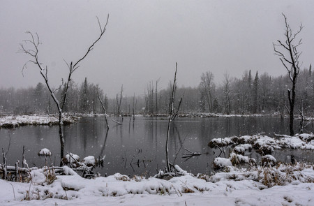 Snow storm in wetlands pond, snow blowing through sceneの写真素材
