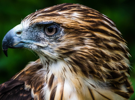 very close up red tailed hawk face detailed feathersの写真素材