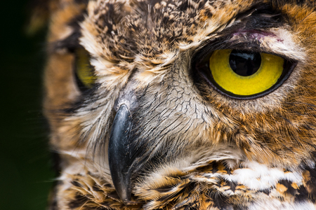 Great Horned Owl Close Up facialの写真素材