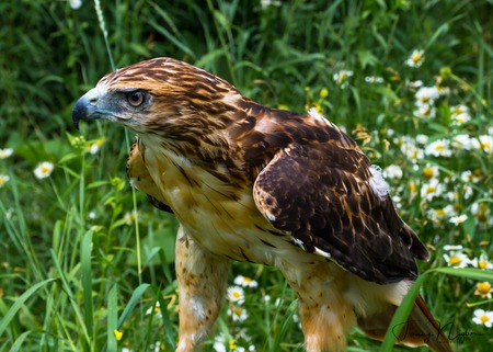 Red Tailed Hawk standing in a bed of flowersの写真素材
