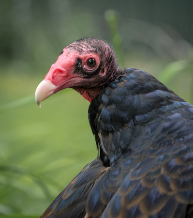 Amrican Turkey Vulture close up looking very sweetの写真素材