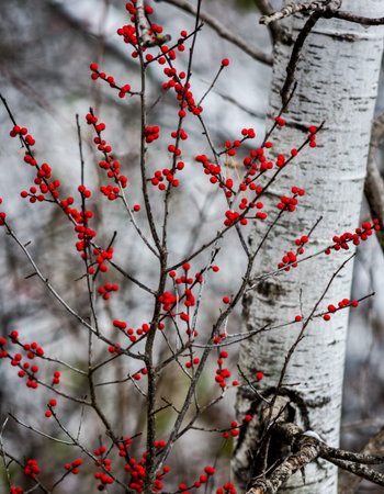 Red berries in front of birch tree. Fall colors