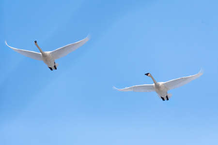 Swans flying overhead bithgt blue sky. Spring migration. Springtimeの写真素材