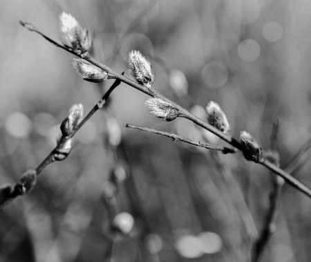 Black and White pussy willow flower sping natureの写真素材