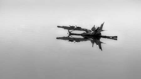 Log Lovers, turtles on log. Black and whiteの写真素材