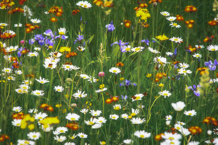 Mixed wildflowers in spring field, green, white, purple irisellow flowers in meadow. Spring Timeの写真素材