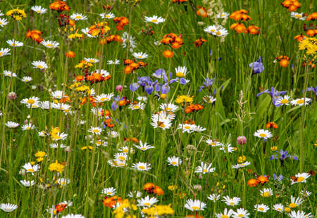 Spring wildflowers in field. Oange and purple with white daiseysの写真素材
