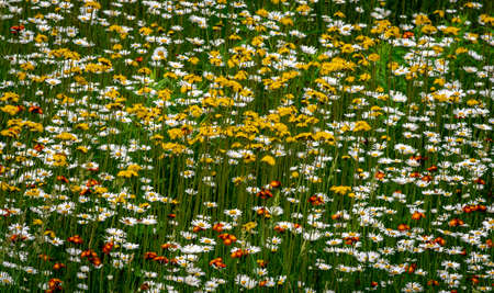 Lots of ylloew wildflowers with white daisies bring suny dayの写真素材