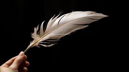 Feather of a bird on a black background close-up.の素材