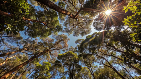 Looking up at the sun through the branches of a pine tree.の素材