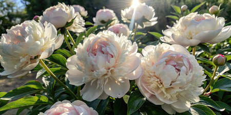 White peony flowers in the garden on a sunny summer day.の素材