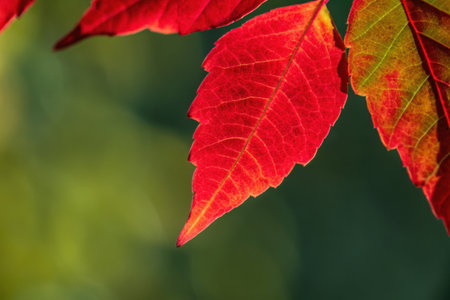 Close-Up of Vibrant Red Leaves on a Green Backgroundの素材