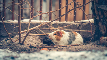 Guinea Pig in an Outdoor Enclosure on a Sunny Dayの素材