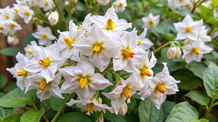 Potato flowers in the garden. White flowers of potatoes. Solanum tuberosumの素材