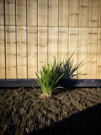 Grass in front of a wooden fence in the morning light.の素材