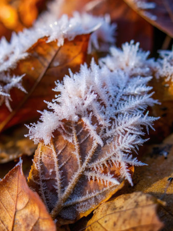 Hoarfrost on autumn leaves, close-up. Natural backgroundの素材