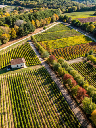 Aerial view of vineyard in autumn. Vineyards in autumn.の素材