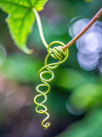 Close up of green ivy tendril on a vine in natureの素材