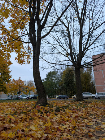 Autumn in the city park. Yellow leaves on the ground.の写真素材