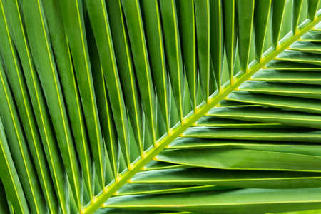 Natura background palm leafの写真素材